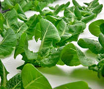 クリーンルーム内の環境で無農薬で育つ葉物野菜